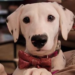 Dalmatians from Wagner's Dalmatian's