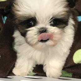 Shih Tzu Puppies from Willow Lane Shih Tzus