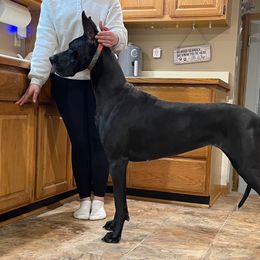 Salem - Great Dane