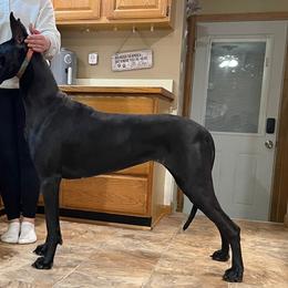 Salem - Great Dane