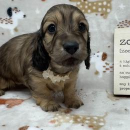 Wren - Cream female Dachshund puppy in Pulaski, Tennessee from Billboard Doxies