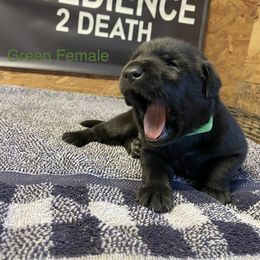 Girl 2 - Black Labrador Retriever puppy in Denham Springs, Louisiana from Obedience 2 Death