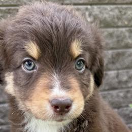 Australian Shepherds from Hawk Creek Farms