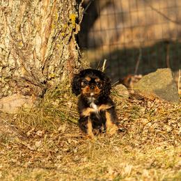 Rummy - Black and tan male Cavalier King Charles Spaniel puppy in Plymouth, Wisconsin from Kelley Cavaliers