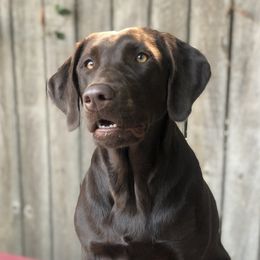 Beretta - Labrador Retriever