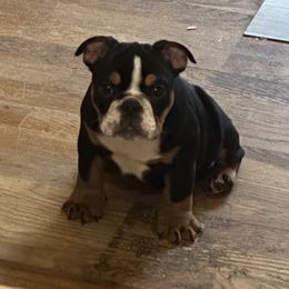 Rose - White Bulldog puppy in Alexandria, Virginia from Stacey D’s Bulldogs