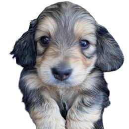 AKC Ch Sired Cream Male - Cream male Dachshund puppy in Medina, Ohio from STORIED DOXIES