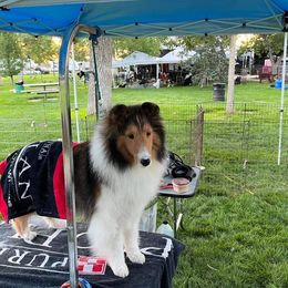 Spice - Shetland Sheepdog