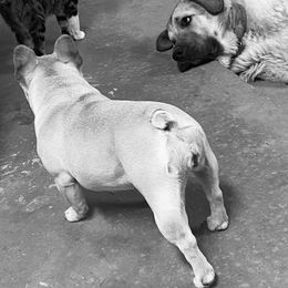 French Bulldog All Grown Up from East 40 Frenchies