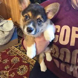 Roxanne - Black and tan female Pembroke Welsh Corgi puppy in Bolton, Massachusetts from West Lake Corgis