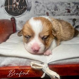 Braford - Red male Pembroke Welsh Corgi puppy in Benton, Arkansas from High Cotton Corgis