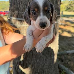 Ember - Dapple female Dachshund puppy in Mansfield, Missouri from Owens Farm