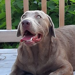 Max - Labrador Retriever