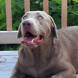 Max - Labrador Retriever