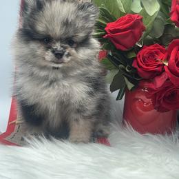 Blaze - Blue merle male Pomeranian puppy in Brentwood, California from Royalpawpoms