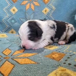 Boy 1 bmm - Blue merle male Miniature Australian Shepherd puppy in Willard, Missouri from Stoney Brook Aussies