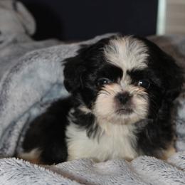 Simon - Black and white male Shih Tzu puppy in Tampa, Florida from Fancy Shih Tzus Florida