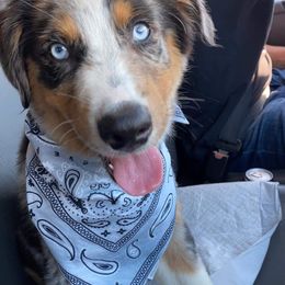 Australian Shepherd Puppies from The Good Shepherd