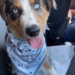 Australian Shepherd Puppies from The Good Shepherd