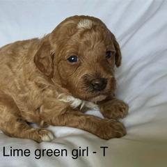 Lime green collar girl - Red  female Goldendoodle puppy in Vian, Oklahoma from Dog Days Doodles