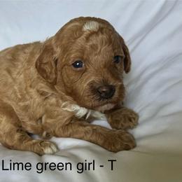Lime green collar girl - Red  female Goldendoodle puppy in Vian, Oklahoma from Dog Days Doodles