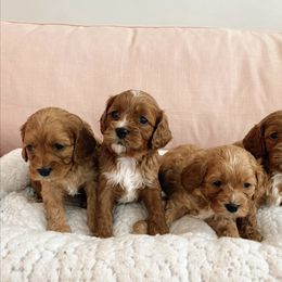 Cavachon, Cavalier King Charles Spaniel, and Cavapoo Puppies from LierChonPoo