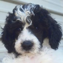 Poodles from Nine Pines Poodles
