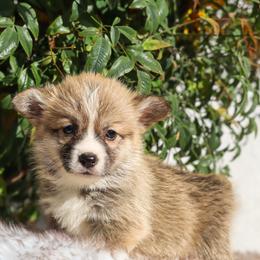 Blue collar - Red male Pembroke Welsh Corgi puppy in Caliente, California from Rafter Cross 7