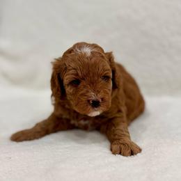 Mable girl - Red  female Goldendoodle puppy in Rio Linda, California from Plush Doodles