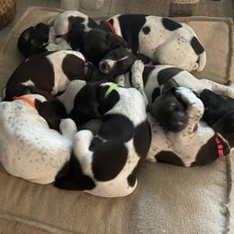 German Shorthaired Pointer Puppies from TTR GSP TopDog Kennels