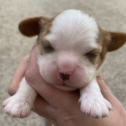 Cavalier King Charles Spaniel Puppies from HiCaliber Cavaliers