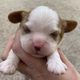 Cavalier King Charles Spaniel Puppies from HiCaliber Cavaliers