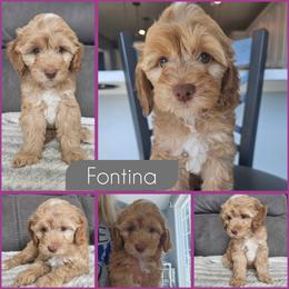 Fontina - Golden female Cockapoo puppy in Zanesville, Ohio from Southtown Doodles LLC