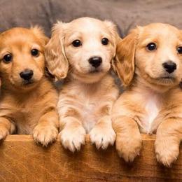 Dachshunds from The Jewelry Dox