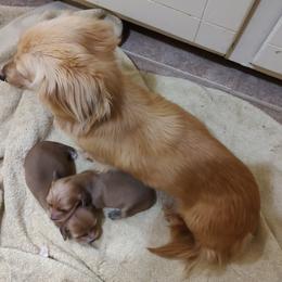 Rosie - Dachshund
