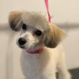 Poodles from Liberty Farms Puppies