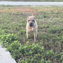 Fancy - Blue sable female Chinese Shar-Pei puppy in Lehigh Acres, Florida from Florida Wrinkles