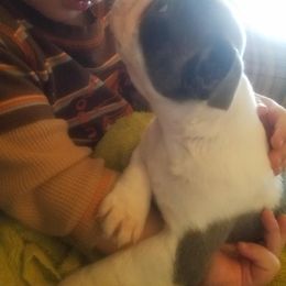 Boston Terrier and French Bulldog Puppies from Willis Family Bostons