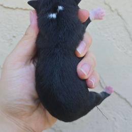 Black - Black and white male Chihuahua puppy in Vineland, New Jersey from Royal Companion's