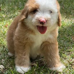 Clover - Red female Bernedoodle puppy in Temecula, California from Country Hills Doodles