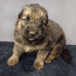 Shiloh Shepherd Puppies from Orchard Hills Shilohs