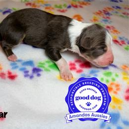RTM lime collar - Red tri-color male Australian Shepherd puppy in Greenville, Texas from Amandas Aussies