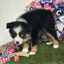 Sullivan - Black tri-color male Australian Shepherd puppy in Granbury, Texas from Texas Miniature Aussies