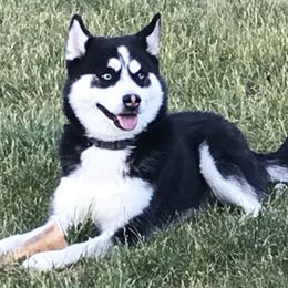 Eddie - Pomsky