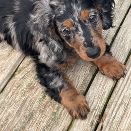 Dachshund and French Bulldog Puppies from Jessica's French Bulldogs and Dachshunds