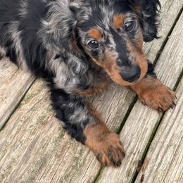 Dachshund and French Bulldog Puppies from Jessica's French Bulldogs and Dachshunds
