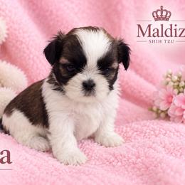 Rita - Gold and white female Shih Tzu puppy in Winter Haven, Florida from Maldiz Shih Tzu & Cavalier