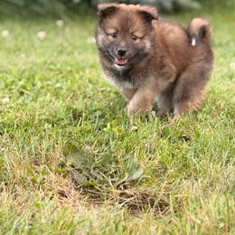 Saffron - female Nenets Herding Laika puppy in Rockville, Maryland from Skais the Limit