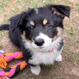 Murphy - Black and tan female Pembroke Welsh Corgi puppy in North East, Maryland from Potato Patch