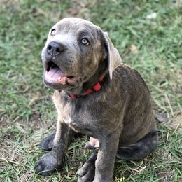 Cane Corso and Lowchen Puppies from High Royal Kennel